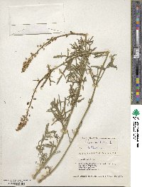 Reseda lutea image