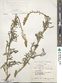 Reseda lutea image