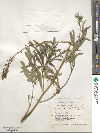 Reseda lutea image