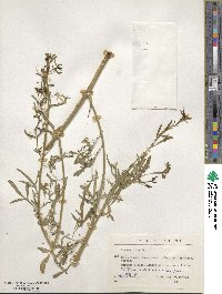 Reseda lutea image