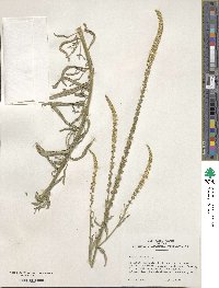 Image of Reseda luteola