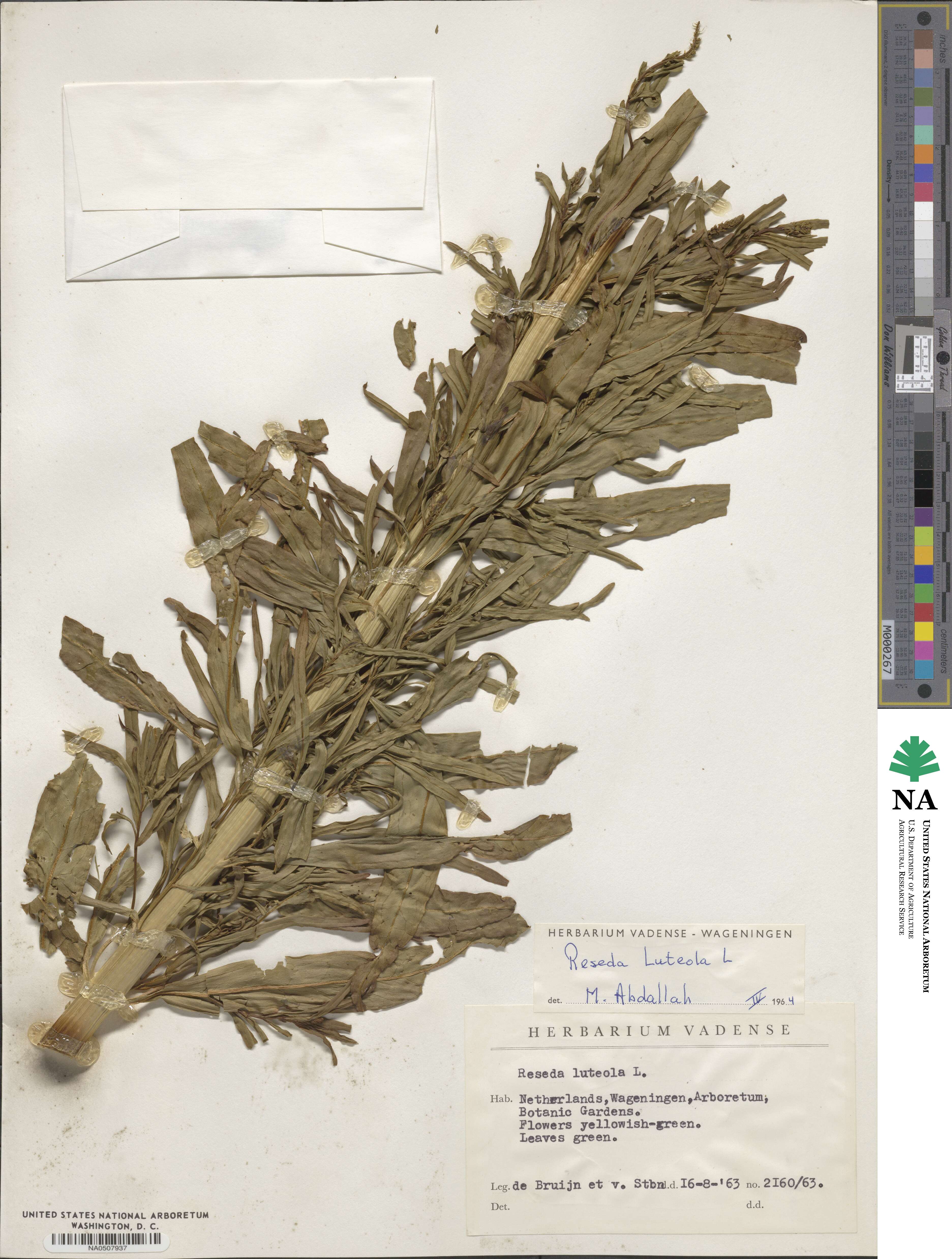 Reseda luteola image