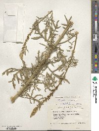 Reseda alba image