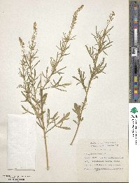 Reseda lutea image