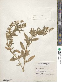 Reseda lutea image