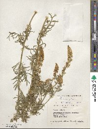 Reseda alba image