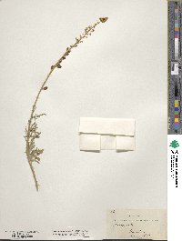 Reseda alba image