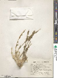 Image of Reseda aucheri