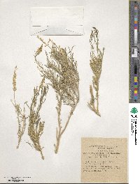 Image of Reseda stenostachya