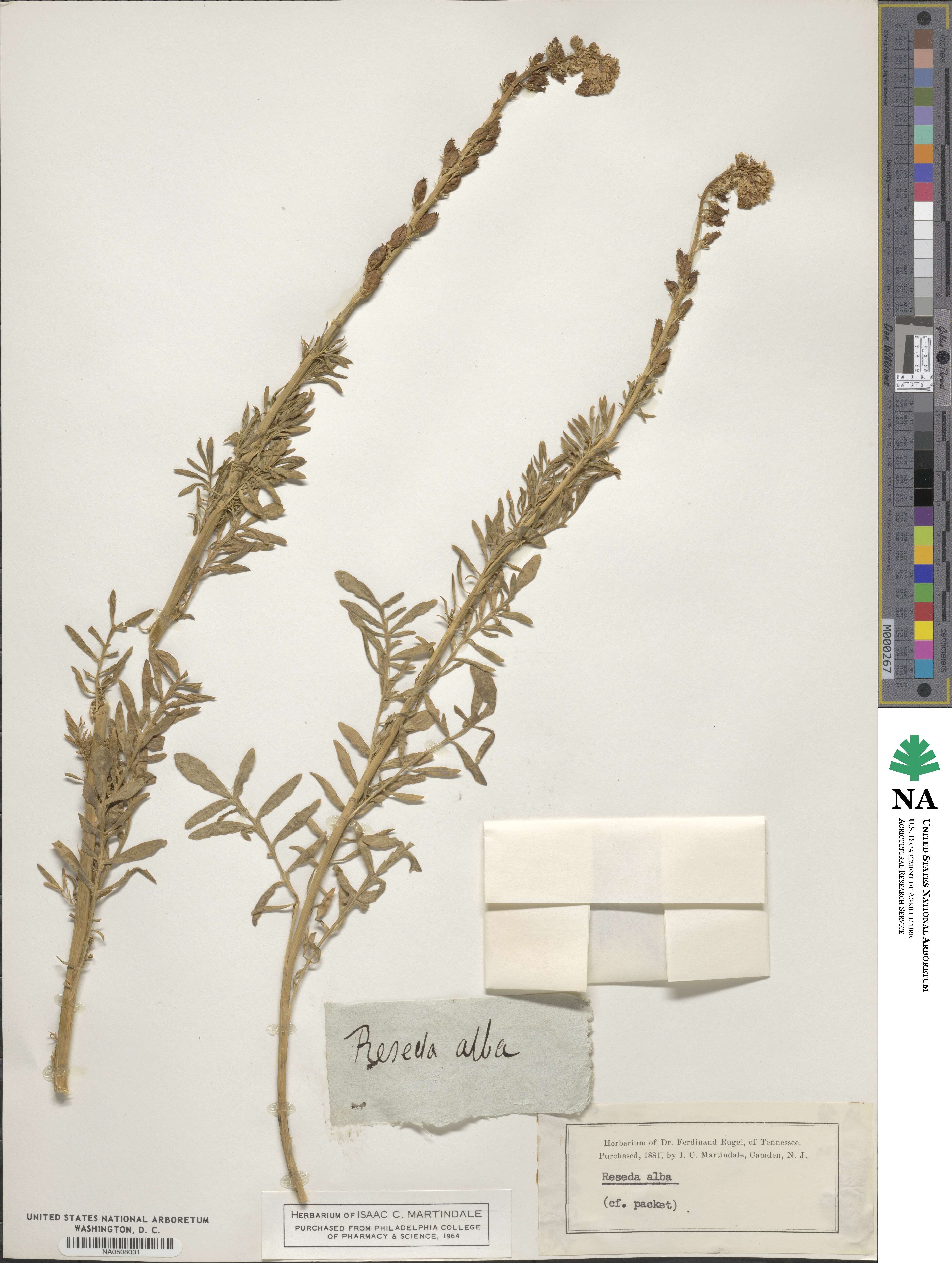 Reseda alba image