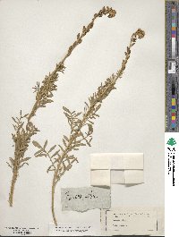 Reseda alba image