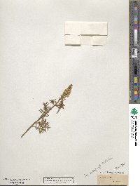 Reseda alba image