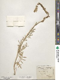 Reseda alba image