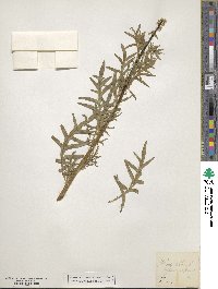 Reseda alba image