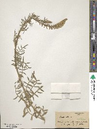 Reseda alba image
