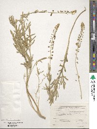 Reseda lutea image