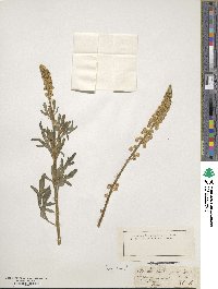 Reseda lutea image