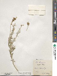 Reseda lutea image