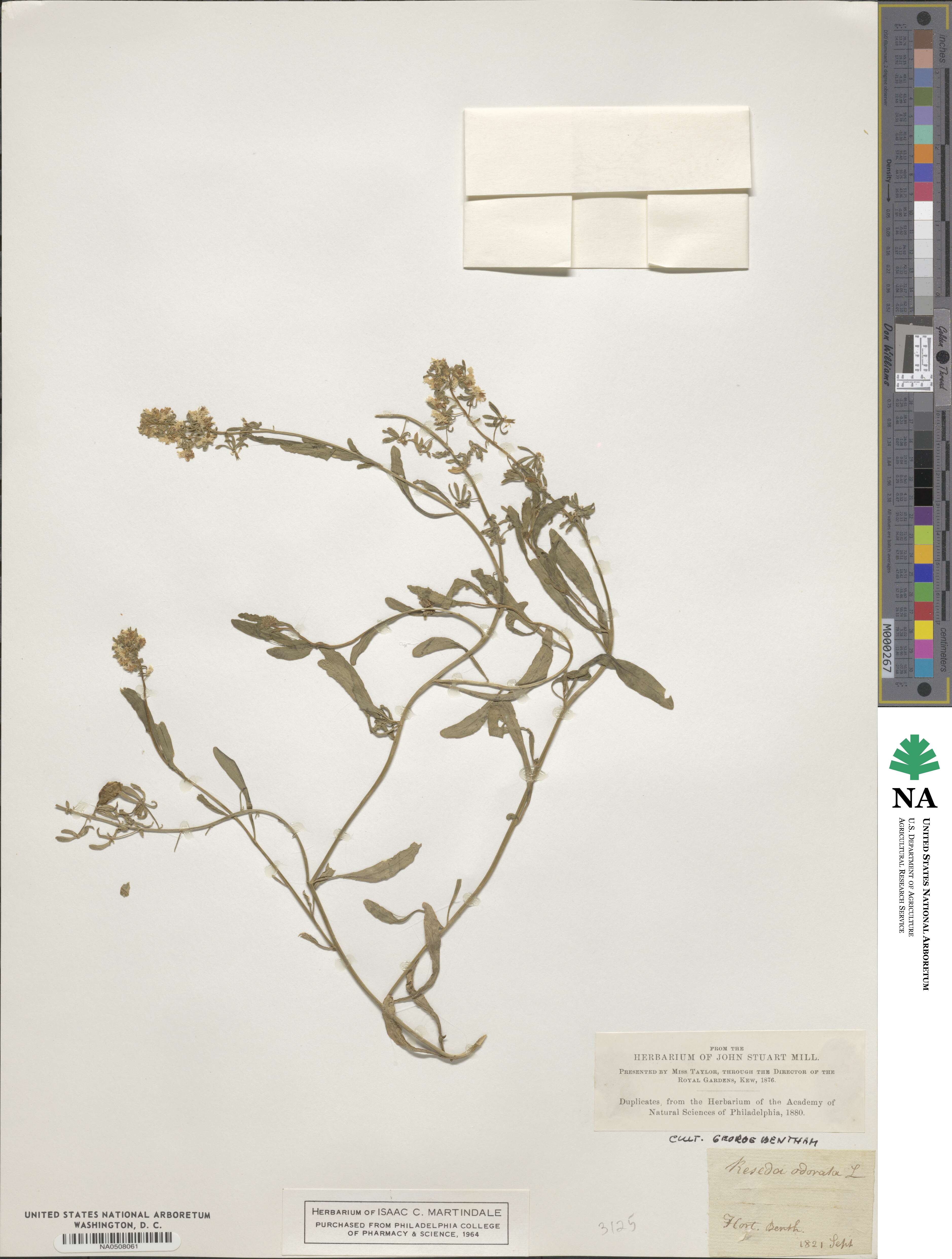 Resedaceae image