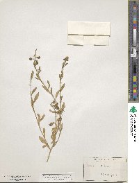 Reseda odorata image