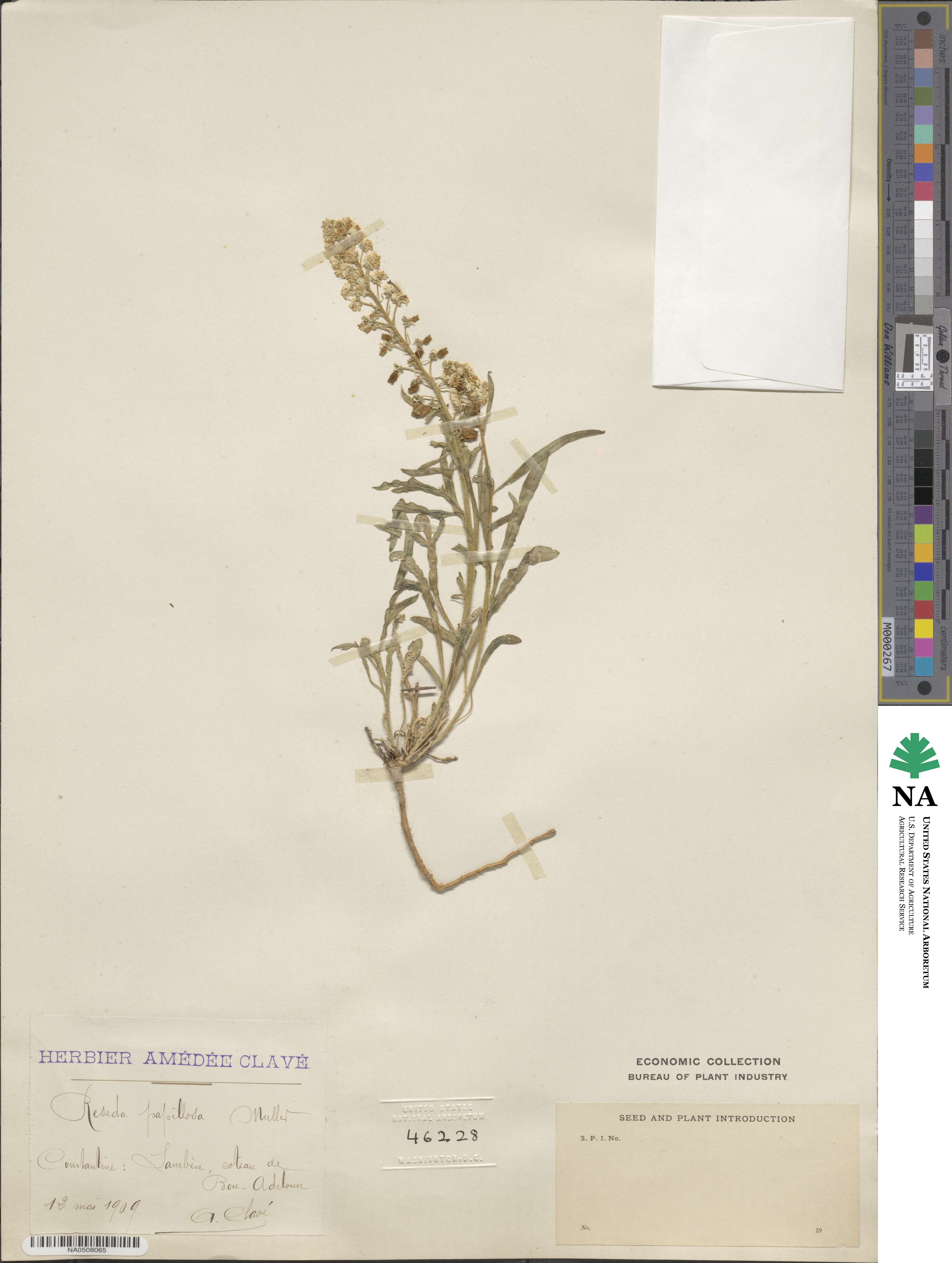 Reseda duriaeana image