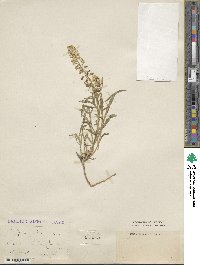 Image of Reseda duriaeana