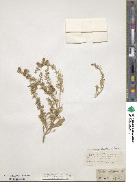 Reseda phyteuma image