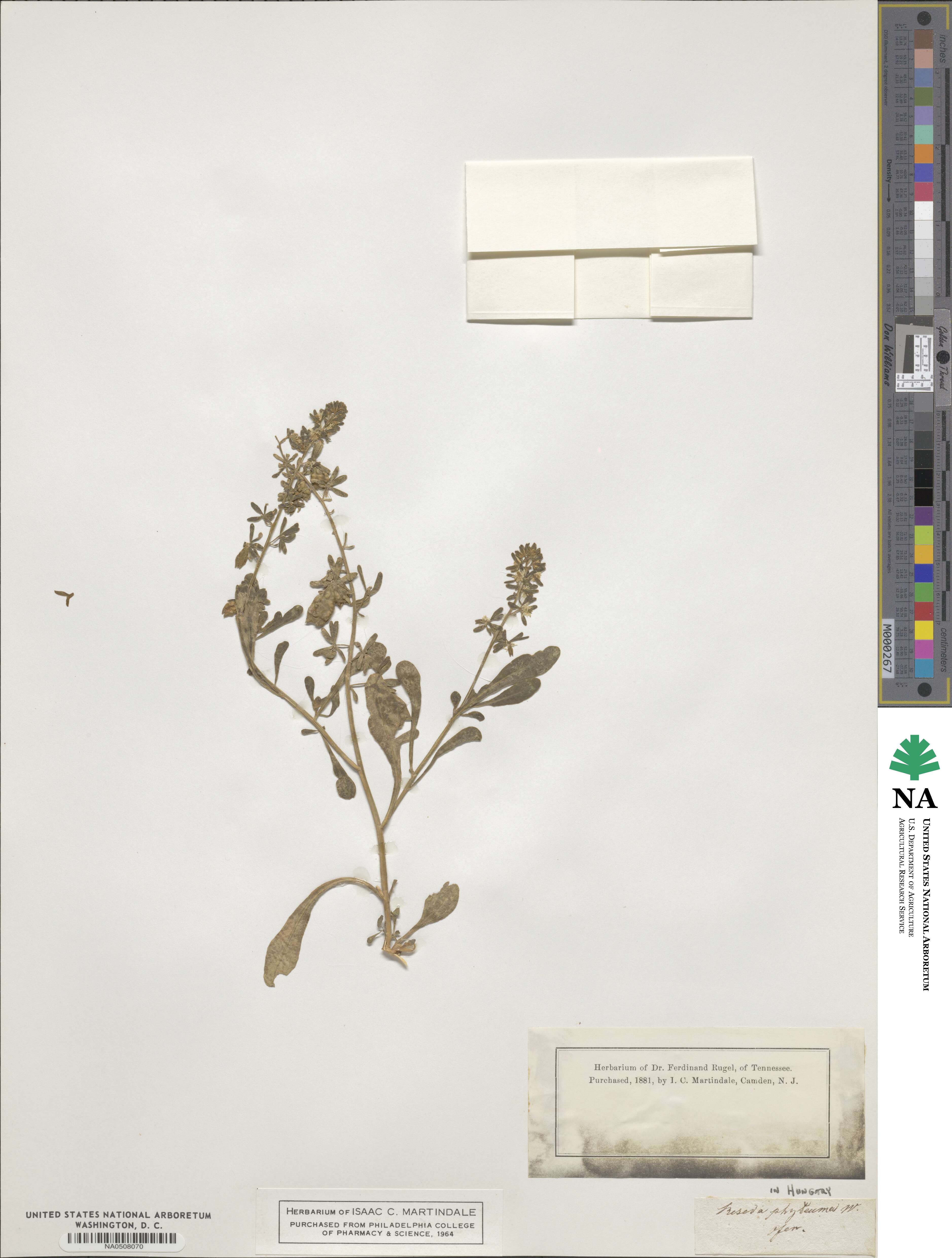 Reseda phyteuma image