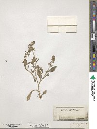 Reseda phyteuma image