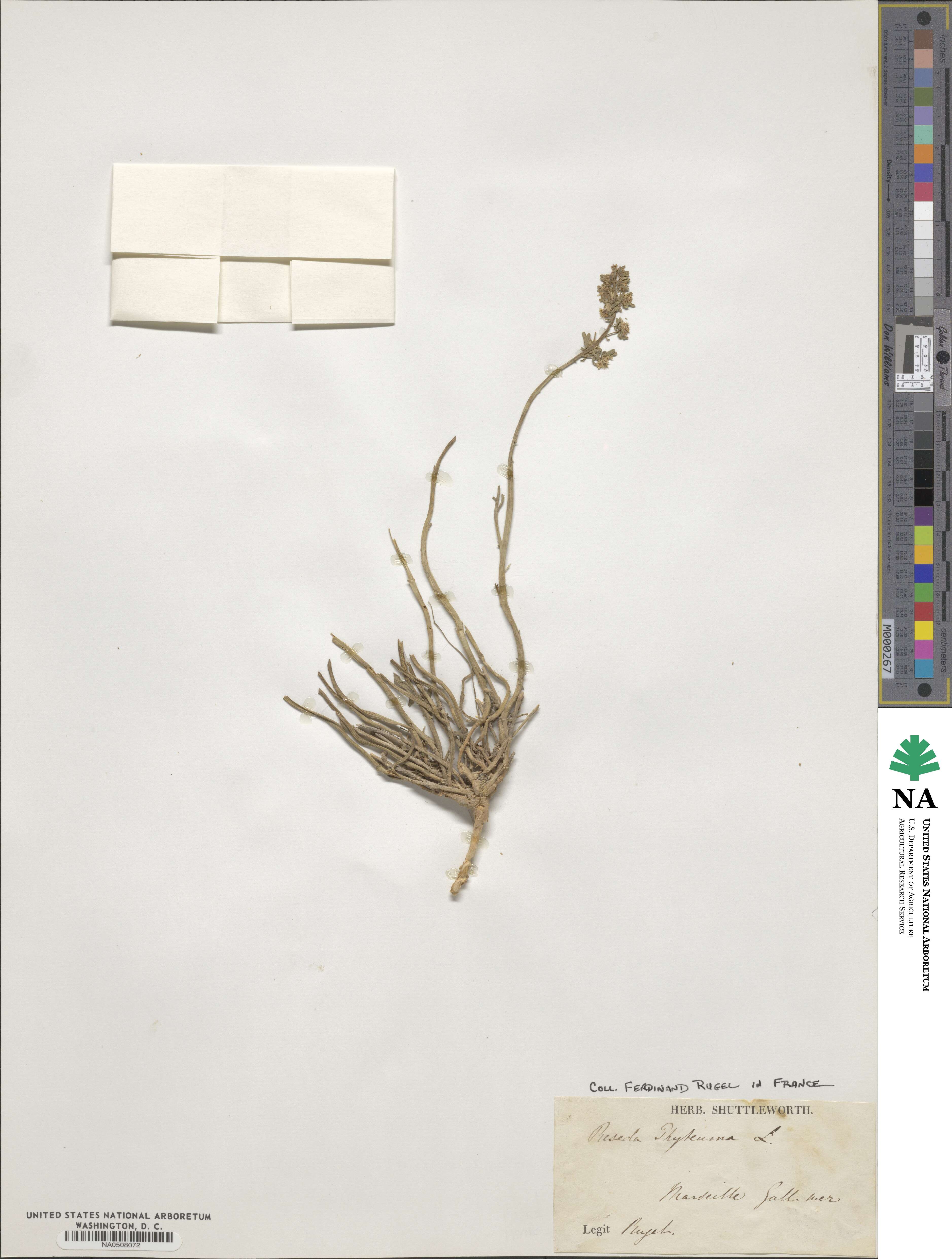 Reseda phyteuma image