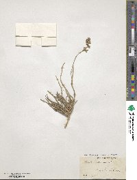 Reseda phyteuma image