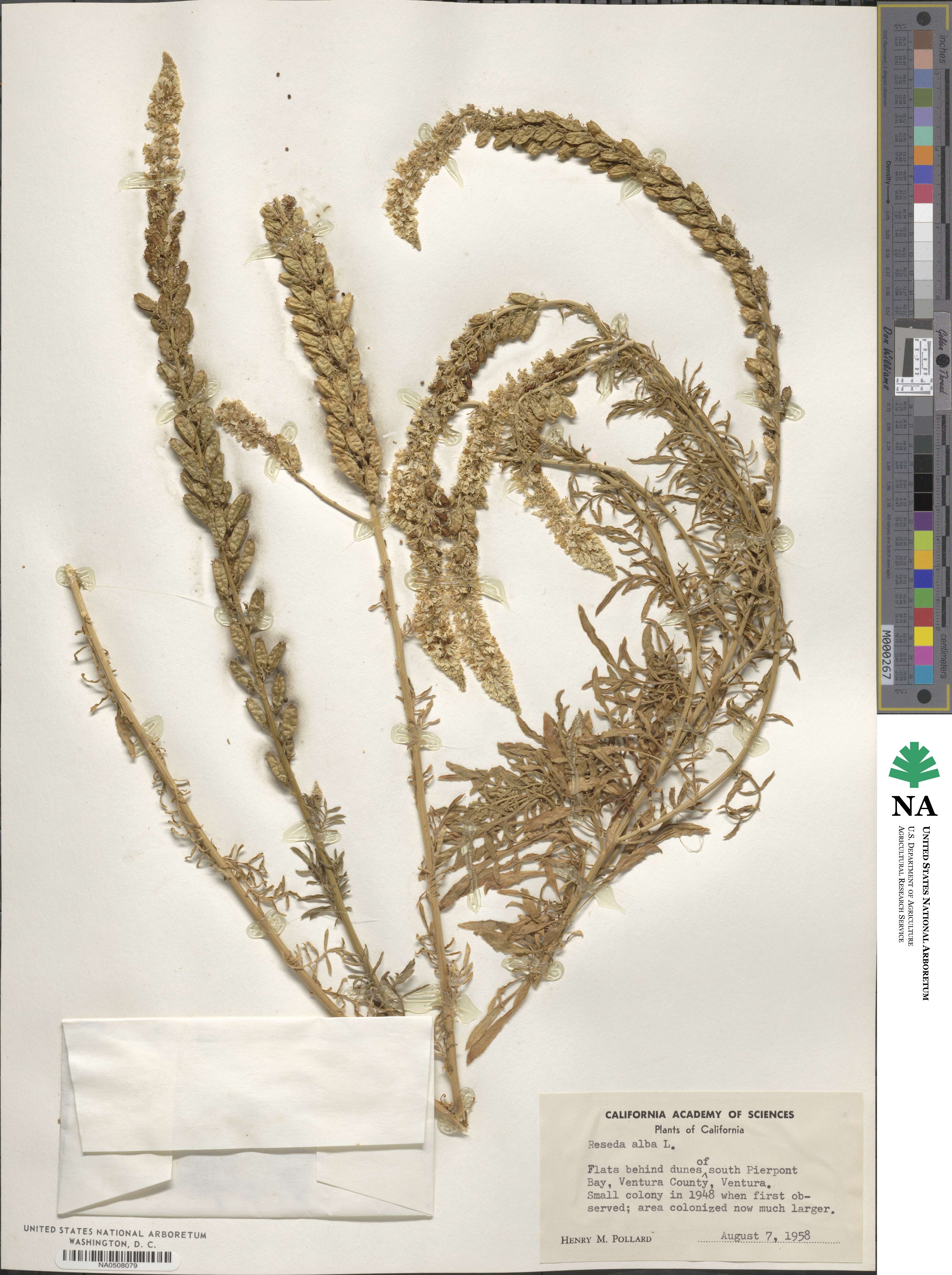 Reseda alba image