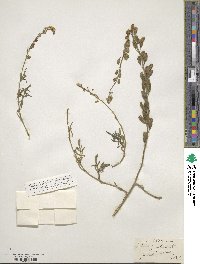 Reseda lutea image