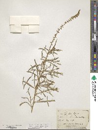 Reseda lutea image