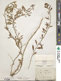 Reseda odorata image