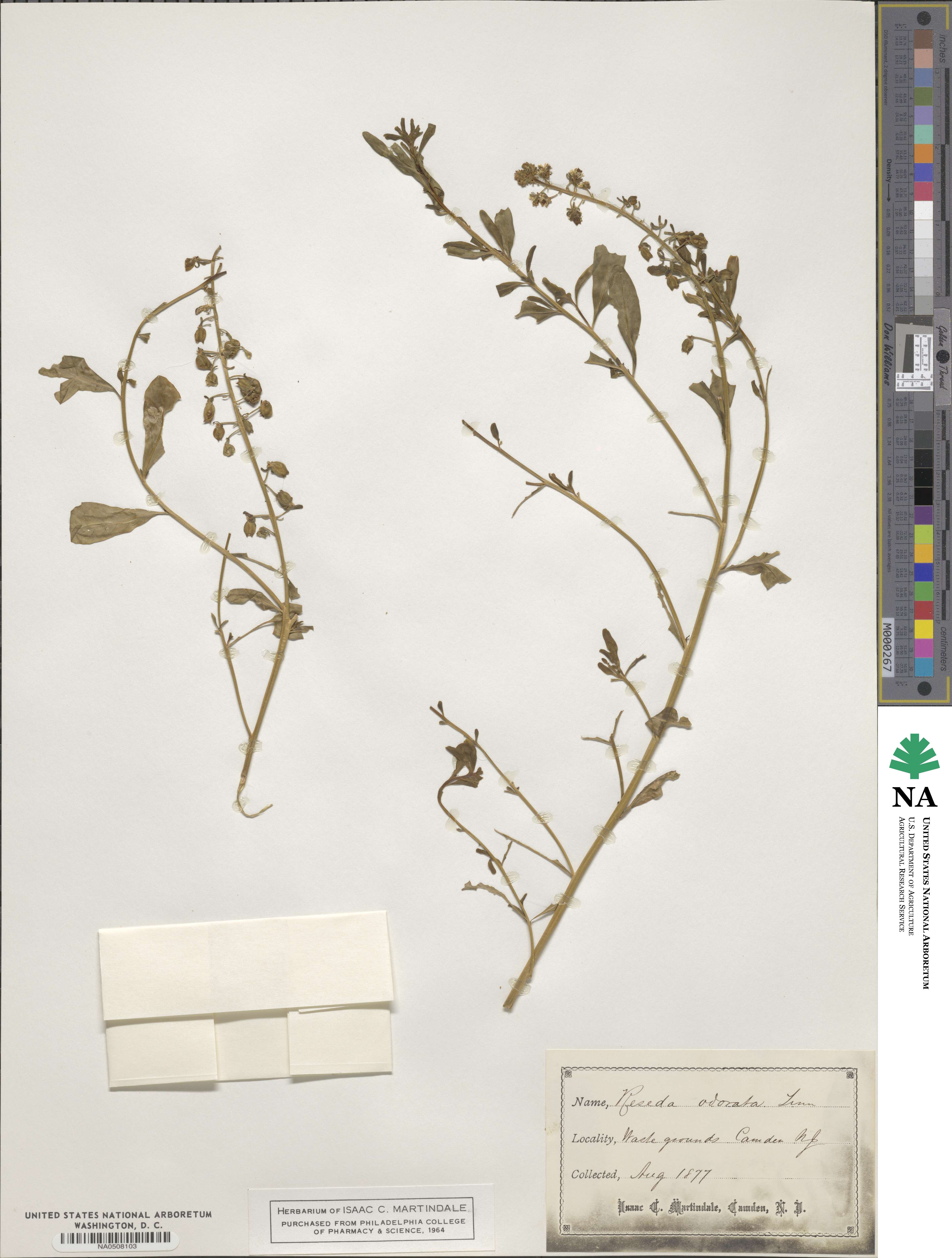 Reseda odorata image