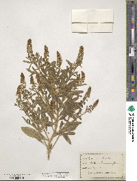 Reseda odorata image