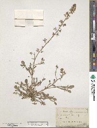 Reseda phyteuma image