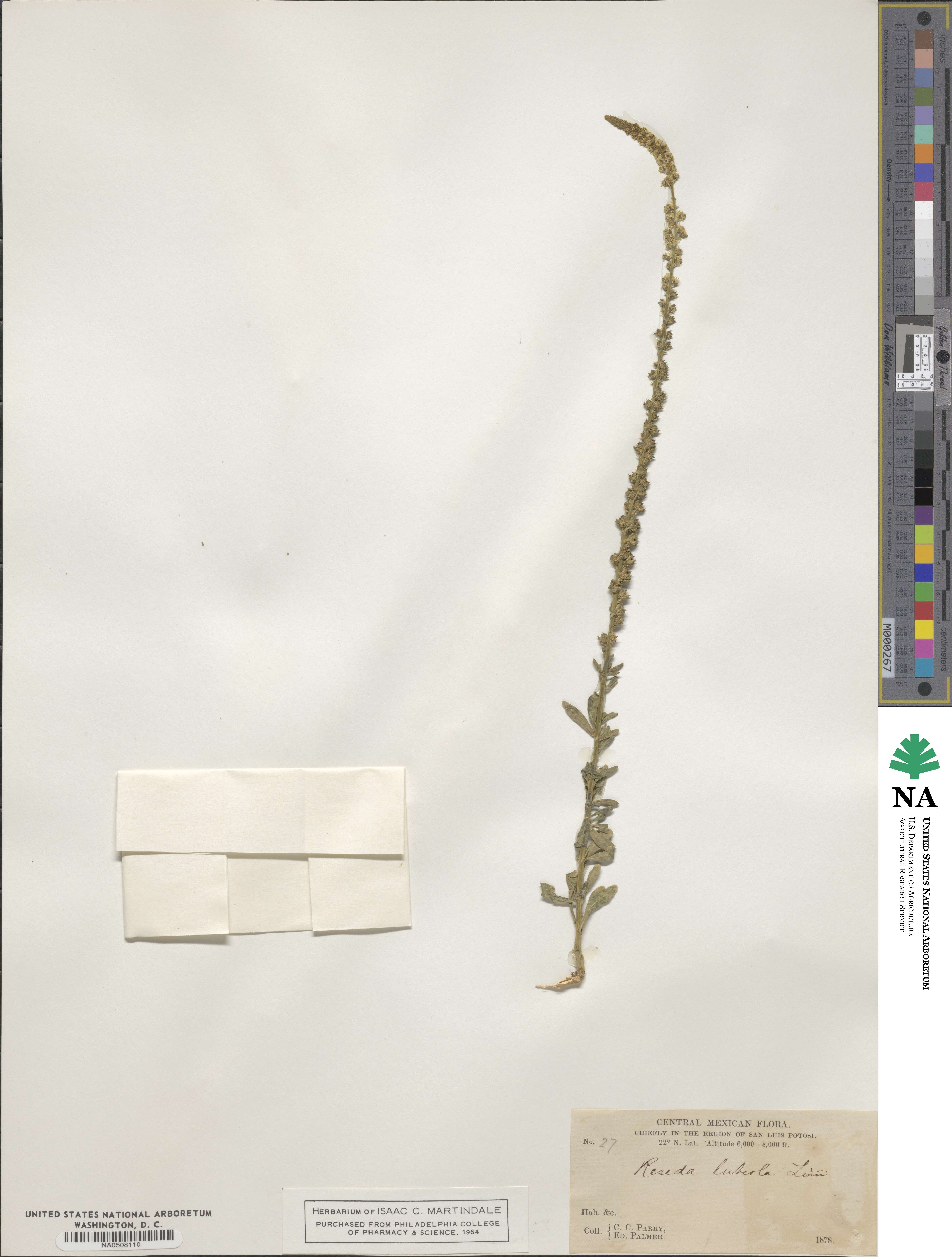 Reseda luteola image