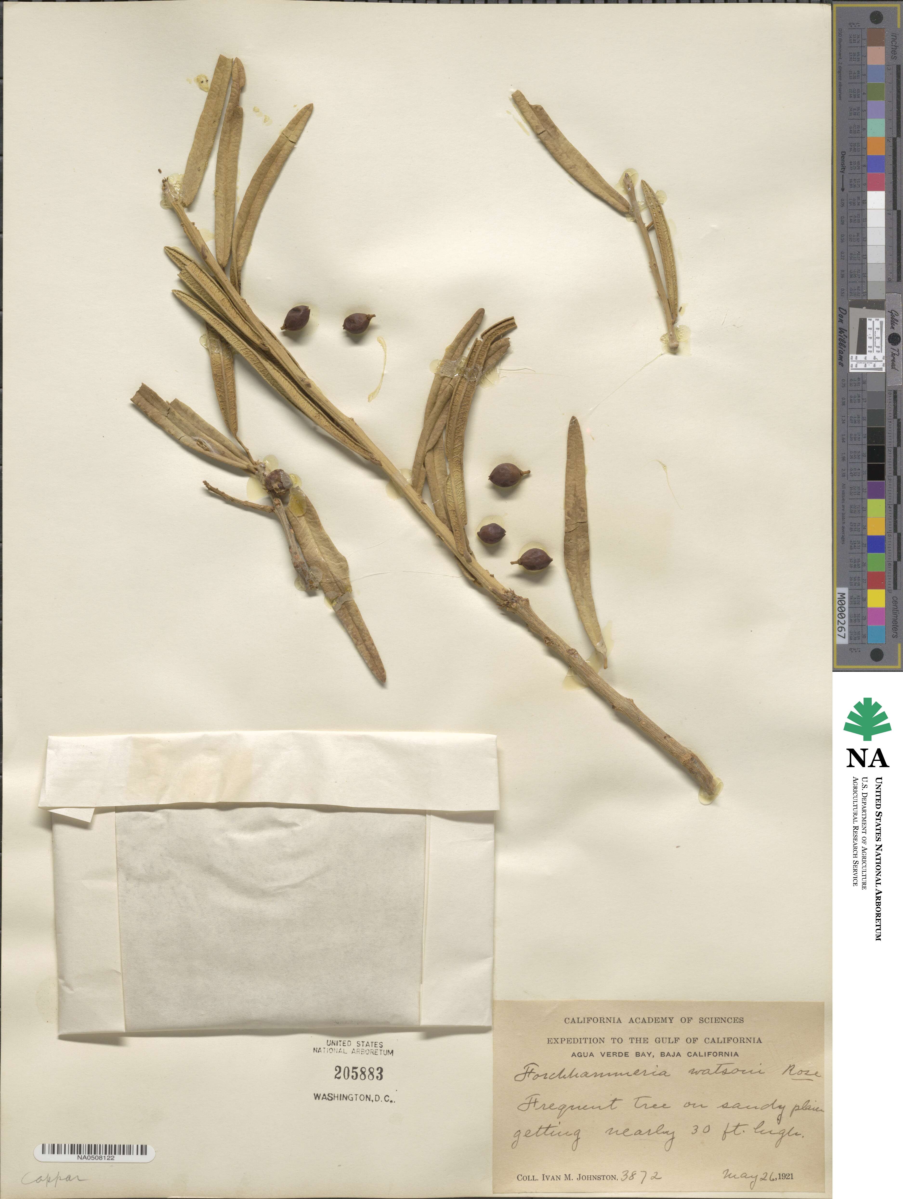 Forchhammeria watsonii image