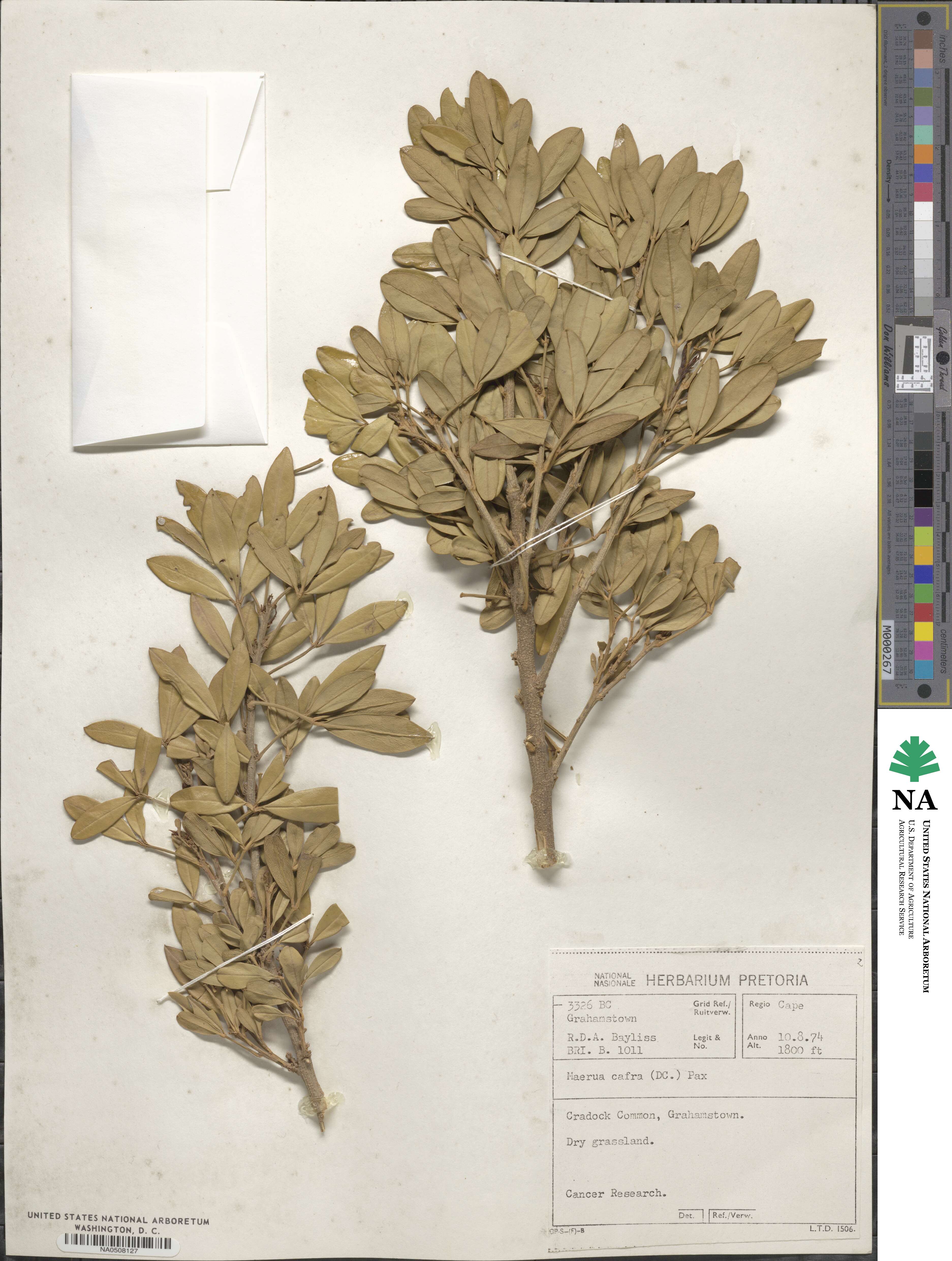 Maerua cafra image