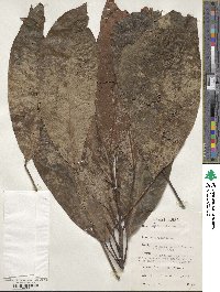 Buchholzia coriacea image