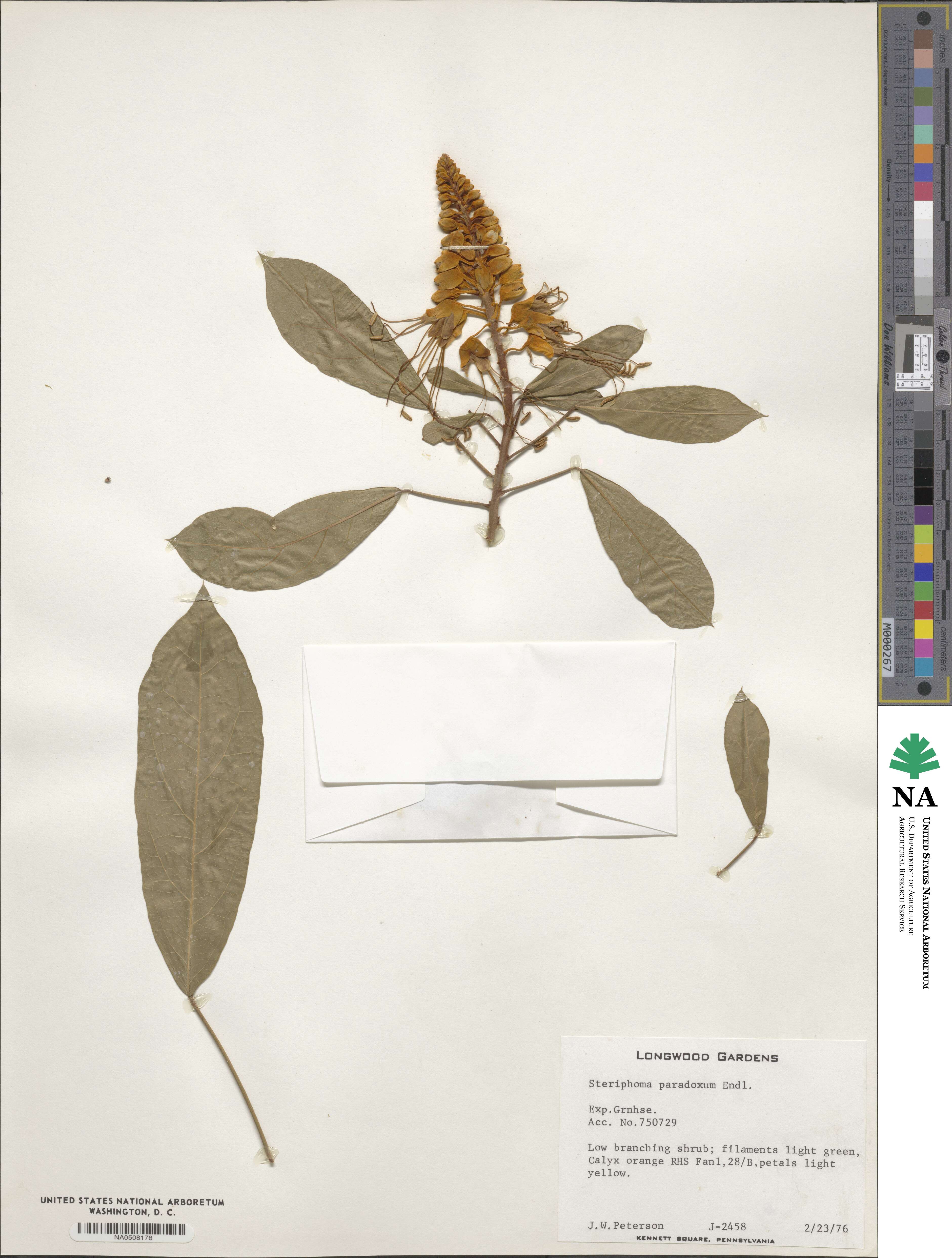 Steriphoma paradoxum image