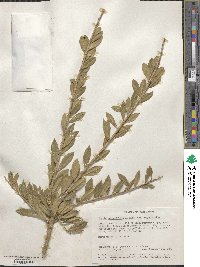 Image of Boscia angustifolia