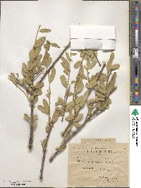 Boscia angustifolia image