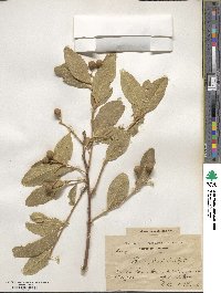 Boscia senegalensis image