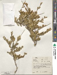 Image of Boscia foetida