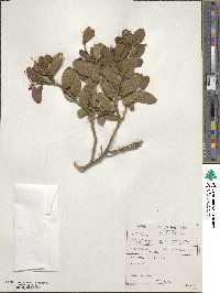 Capparis sepiaria image