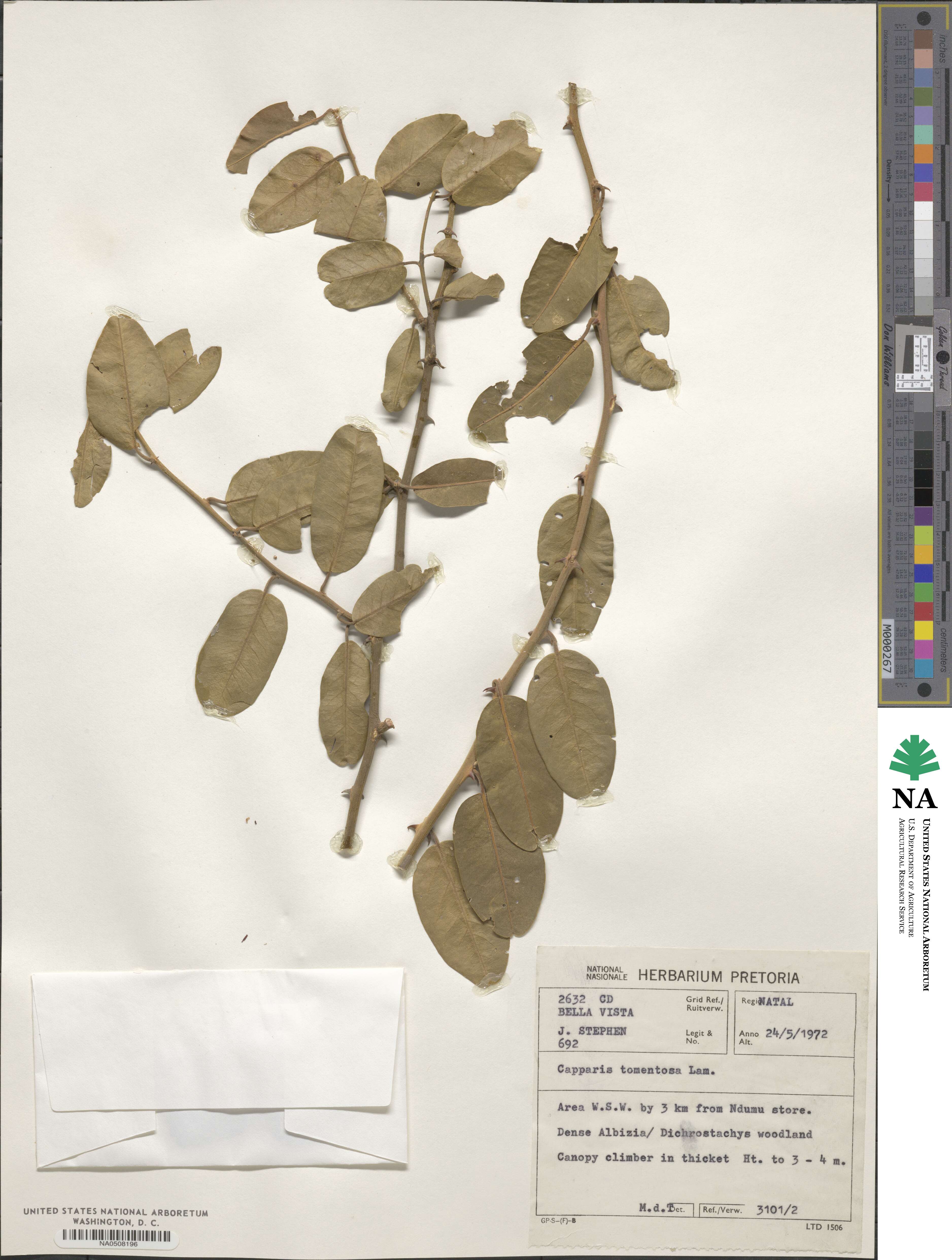 Capparis tomentosa image