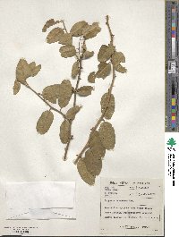 Image of Capparis tomentosa